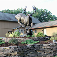 Gsell's Whitetails